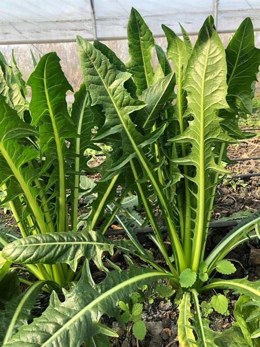 Салат цикорный Аурелия, О,Батат, 100 г 650246764