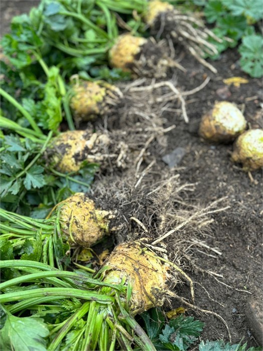 Сельдерей корневой, О,Батат, 500 г 6807