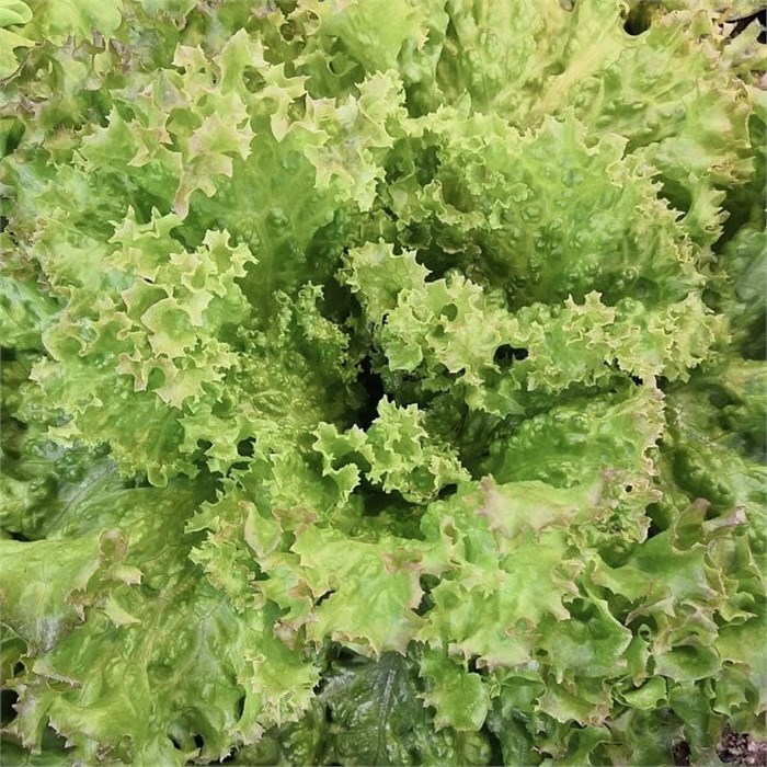 Салат Лолло Росса, Колхоз номер 1, 200 г 7414