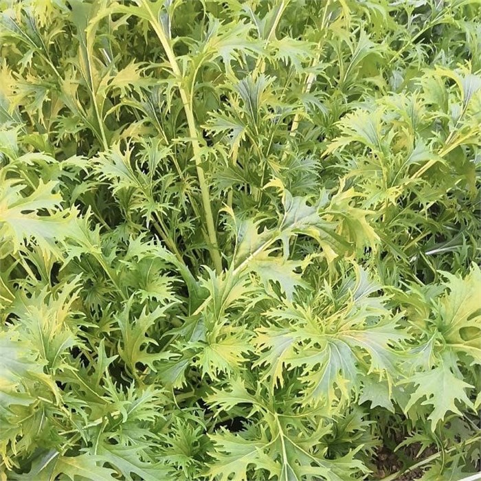 Мизуна зеленая, Колхоз номер 1, 100 г 7416