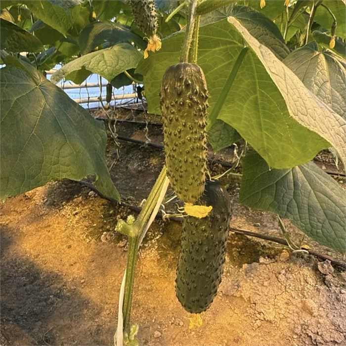 Огурцы, Колхоз номер 1, 500 г 7421