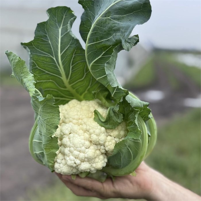 Капуста цветная, О,Батат, 1 кг 7459