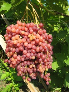 Виноград кишмиш, ферма Сергея Сулименко, 500 г 686066186