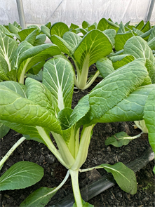 Пак Чой белый, О,Батат, 700 г 6993