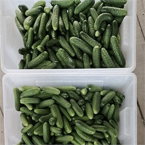 Огурцы, О,Батат, 500 г 7180