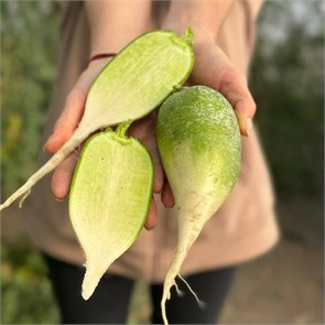 Редька Маргеланская, О,Батат, 500 г 7302