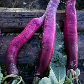 Редька Ладушка, О,Батат, 500 г 7303