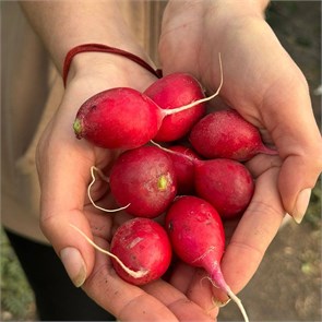 {{productViewItem.photos[photoViewList.activeNavIndex].Alt || productViewItem.photos[photoViewList.activeNavIndex].Description || 'Редис розовый, О,Батат, 500 г'}}