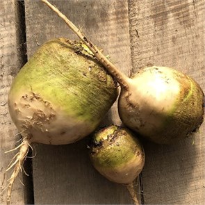 Свекла белая, О,Батат, 500 г 7349