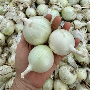 Лук репчатый белый, О,Батат, 500 г 7233