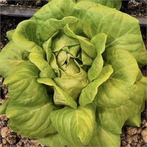 Салат маслянистый зелёный, Колхоз номер 1, 200 г 7410