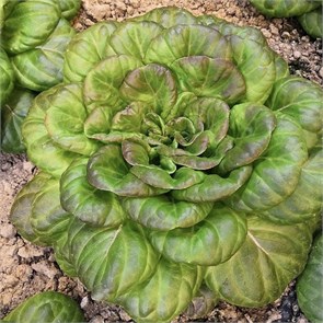 Салат маслянистый красный, Колхоз номер 1, 200 г 7411