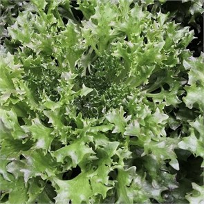 Салат Фризе, Колхоз номер 1, 200 г 7412