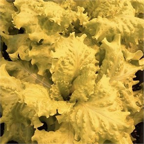 Салат Батавия, Колхоз номер 1, 200 г 7413