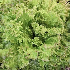 Салат Лолло Росса, Колхоз номер 1, 200 г 7414