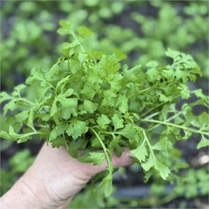 Кресс-салат, О,Батат, 100 г 7308