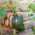 Тыква органическая, Экоферма Васильки, 6 кг 6843
