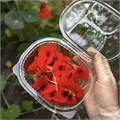 Цветы настурции, О,Батат, 15-20 цветков 7136 - фото 14812