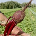 Свекла красная с ботвой органическая, Экоферма Васильки, 500 г 7200 - фото 15087