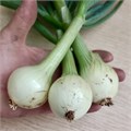 Лук репчатый молодой органический с пером, микс, Экоферма Васильки, 500 г 7207 - фото 15109