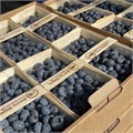 Голубика органическая, Ягодное хозяйство Доктор Шарец, 500 г 480926826 - фото 15164