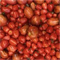 Помидоры микс органические, КФХ БиоТория, 500 г 7244 - фото 15250