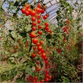 Помидоры Черри органические, Хутор Соколовский, 250 г 567882868 - фото 15288