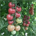 Помидоры Розовые органические, Хутор Соколовский, 500 г 7259 - фото 15302