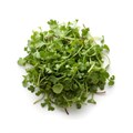 Микрозелень, Ферма Рииска, 1 упаковка 626172617