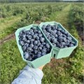 Голубика органическая замороженная, Фермерское хозяйство Здоровая Ягода, 300 г 7529