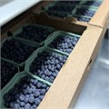 Голубика органическая замороженная, Фермерское хозяйство Здоровая Ягода, 300 г 7529