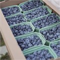Голубика органическая замороженная, Фермерское хозяйство Здоровая Ягода, 300 г 7529